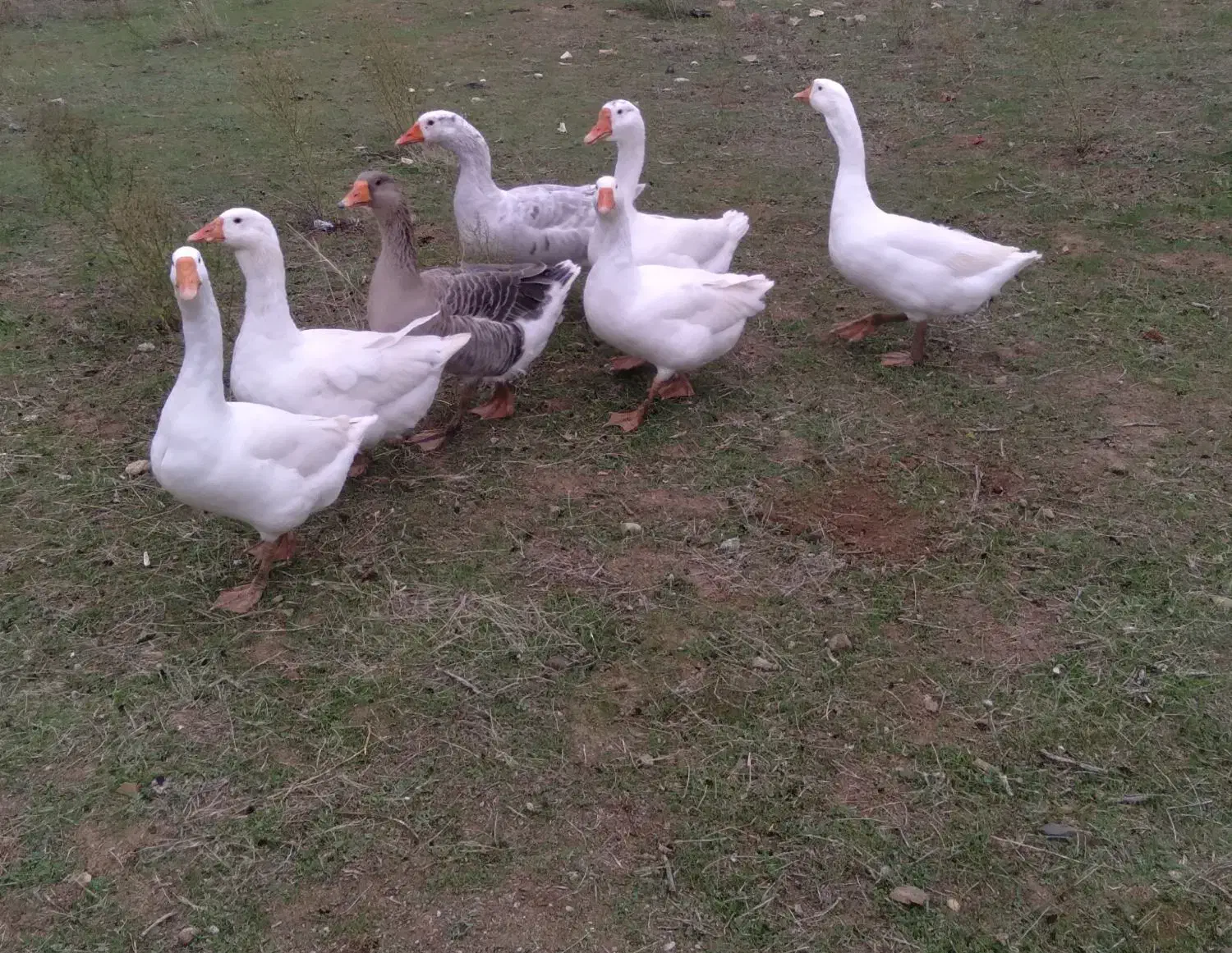 قاز|حیوانات مزرعه|انگوت, |دیوار