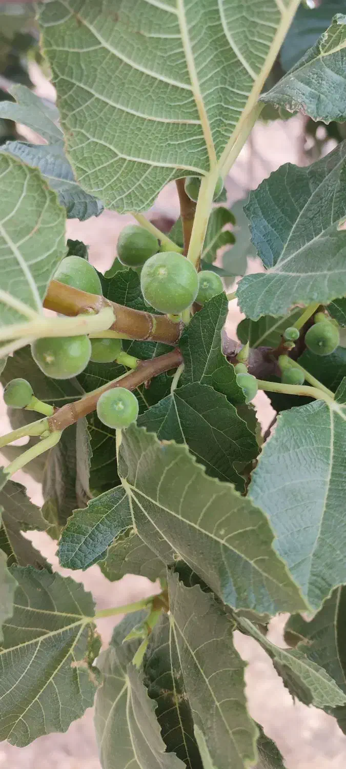 زمین انجیر|فروش زمین و ملک کلنگی|نیریز, |دیوار