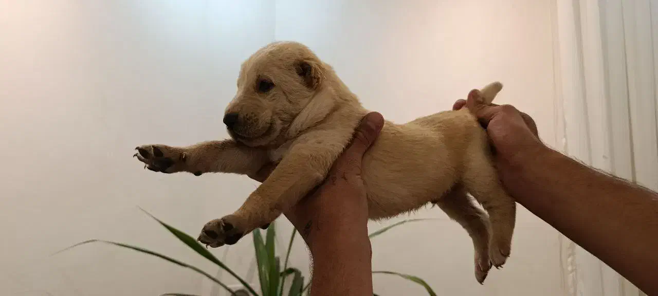 سگ افغان نگهبان گله ای|سگ|بندرعباس, |دیوار