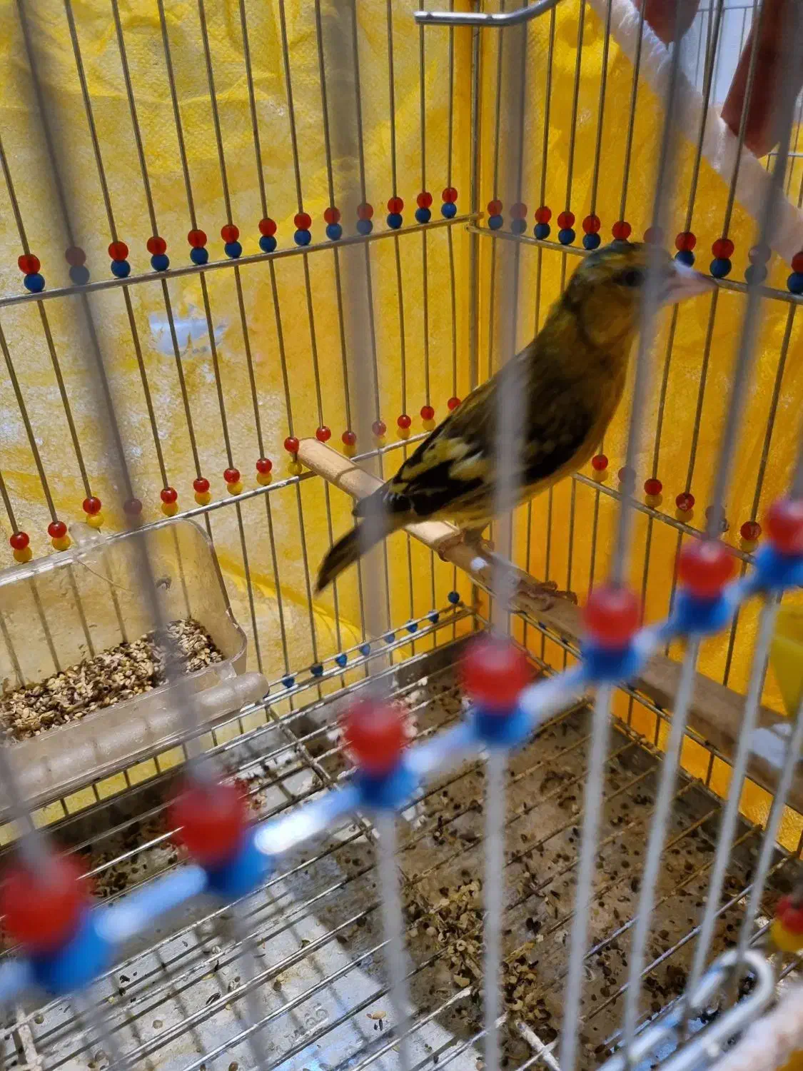 فروش سهره قناری|پرنده|اصفهان, قائمیه|دیوار