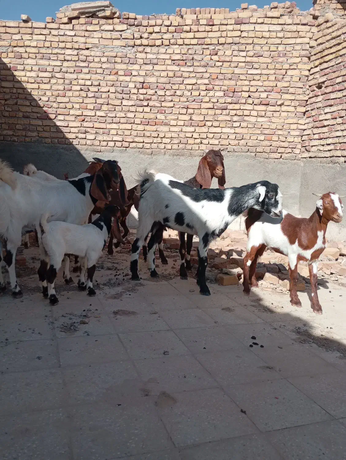 4عدد بز پاکستانی درجه یک|حیوانات مزرعه|کاشمر, |دیوار