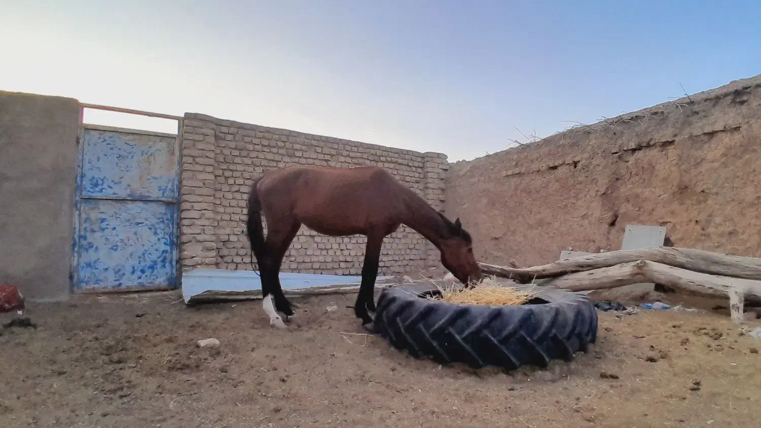 اسب|اسب و تجهیزات اسبسواری|نیمبلوک, |دیوار