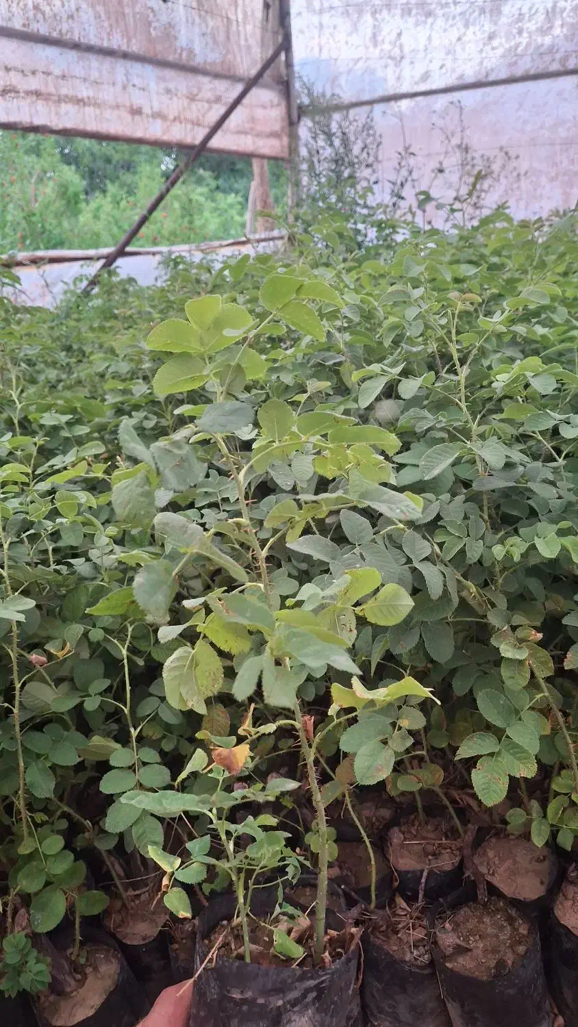 فروش نهال گل محمدی کاشان نژاد اردهالی|خدمات باغبانی و درختکاری|کاشان, فاز ۲ ناجی آباد|دیوار