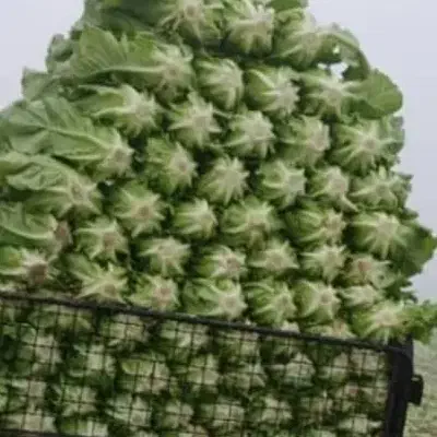 کاهو فله درجه یک قیمت روز|خدمات باغبانی و درختکاری|دزفول, |دیوار