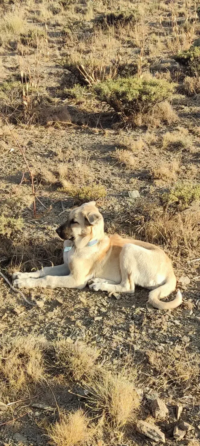 دزدیده شده|حیوانات|انگوران, |دیوار