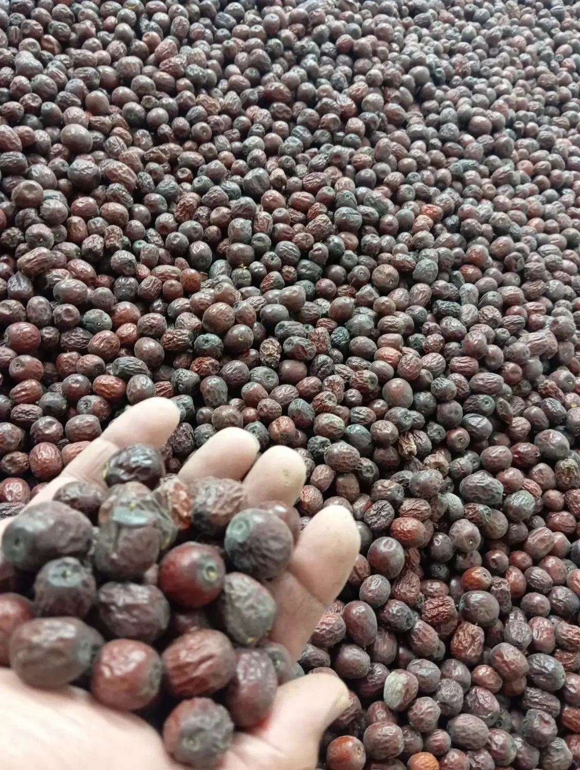 عناب|عمدهفروشی|خوسف, |دیوار