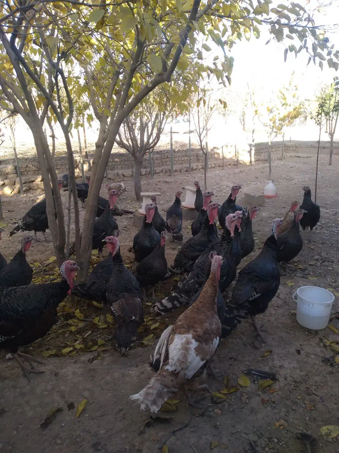 بوقلمون|حیوانات مزرعه|قیدار, |دیوار