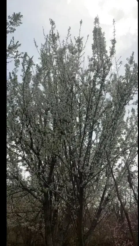 باغ|فروش زمین و ملک کلنگی|اراک, |دیوار