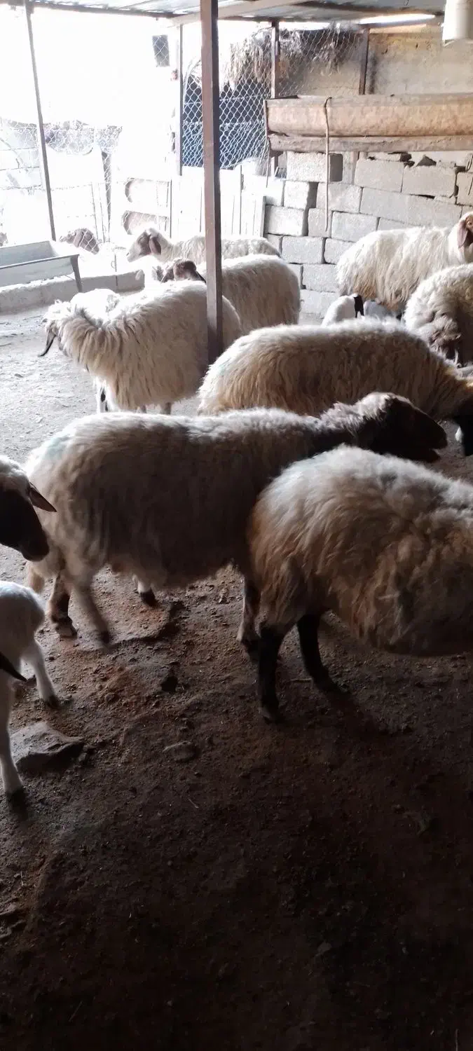 گوسفند میش وبره|حیوانات مزرعه|ملکشاهی, |دیوار