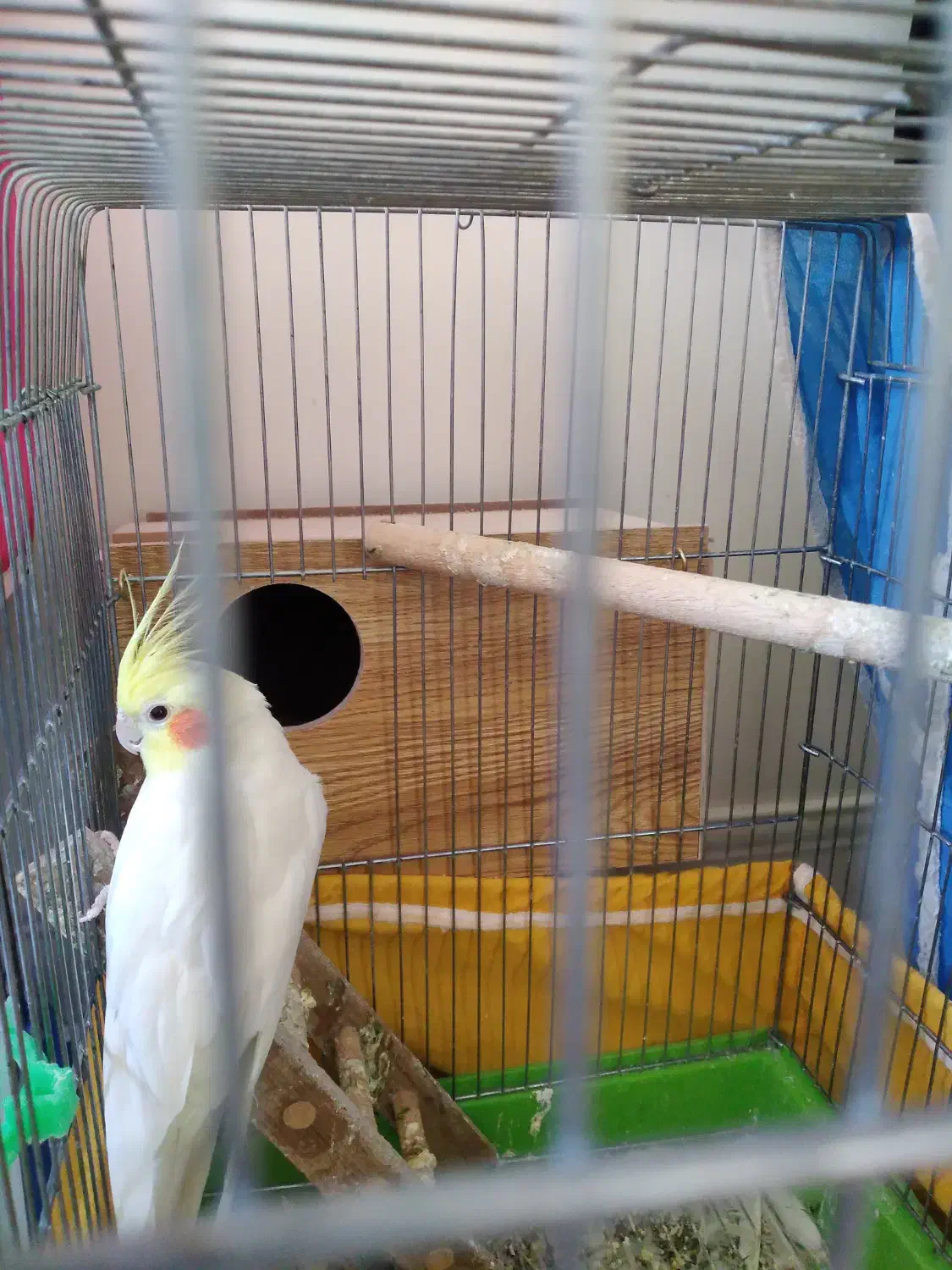 یه جفت عروس هلندی لوتینو باقفس و لونه و وسایل|پرنده|برخوار, |دیوار