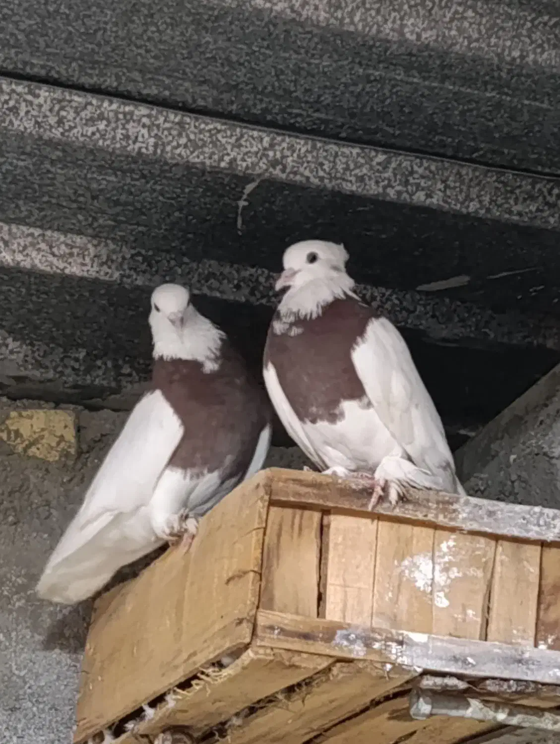 کبوتر طوقی|پرنده|لامرد, |دیوار