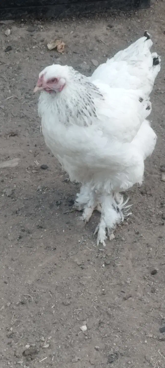 مرغ برهما معاوضه با بوقلمون وکبوتر|حیوانات مزرعه|بوکان, |دیوار