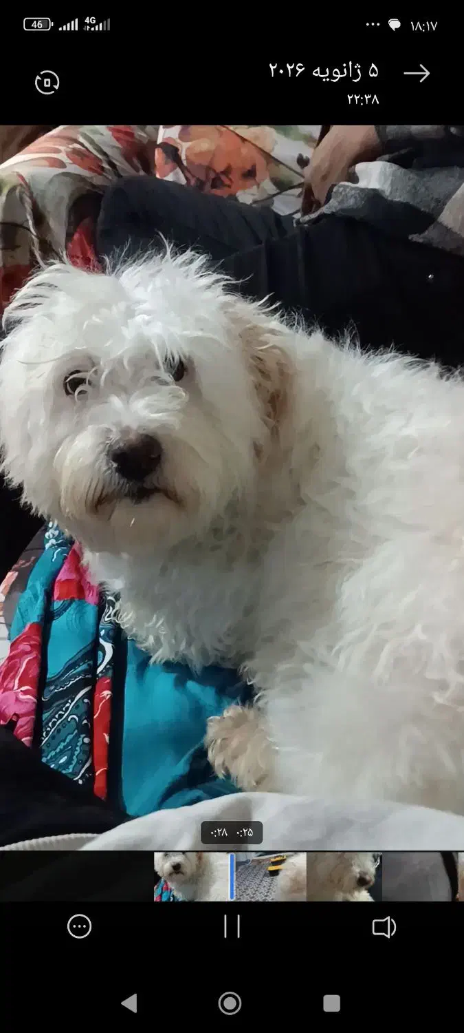 سگ گمشده|حیوانات|خلخال, |دیوار