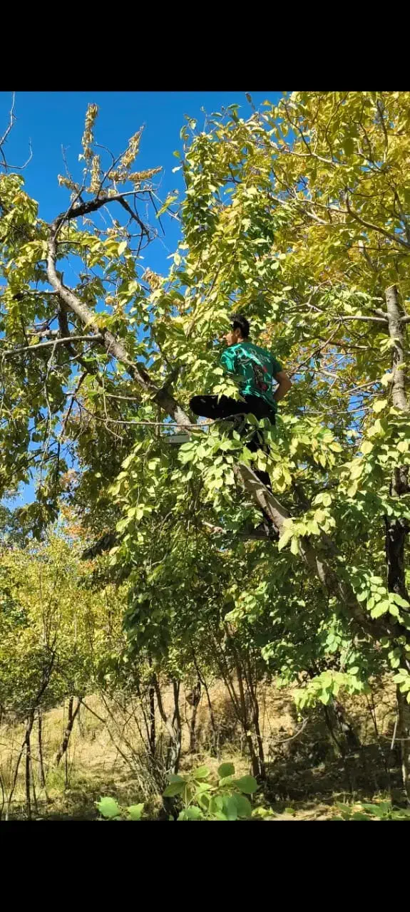 برش و خرید چوب|خدمات باغبانی و درختکاری|دورود, |دیوار