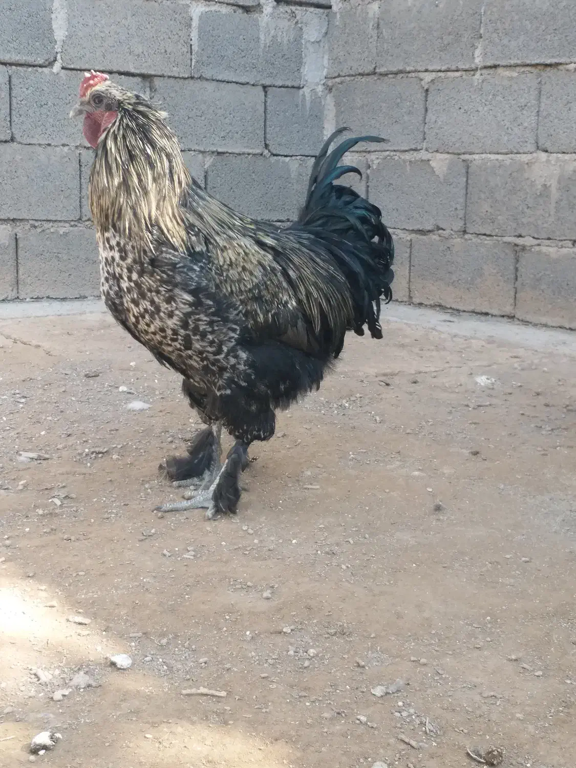 خروس تزئینی سرایان|حیوانات مزرعه|فردوس (خراسان), |دیوار