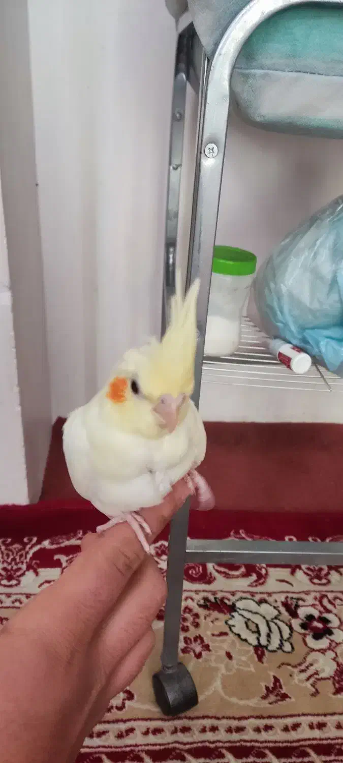 عروس هلندی|پرنده|قرچک, شهرک الحدید|دیوار