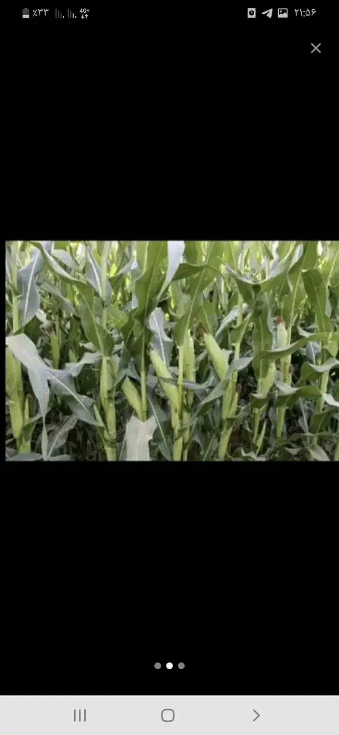 فروش ذرت علوفه ای|عمدهفروشی|بهمن صغاد, |دیوار