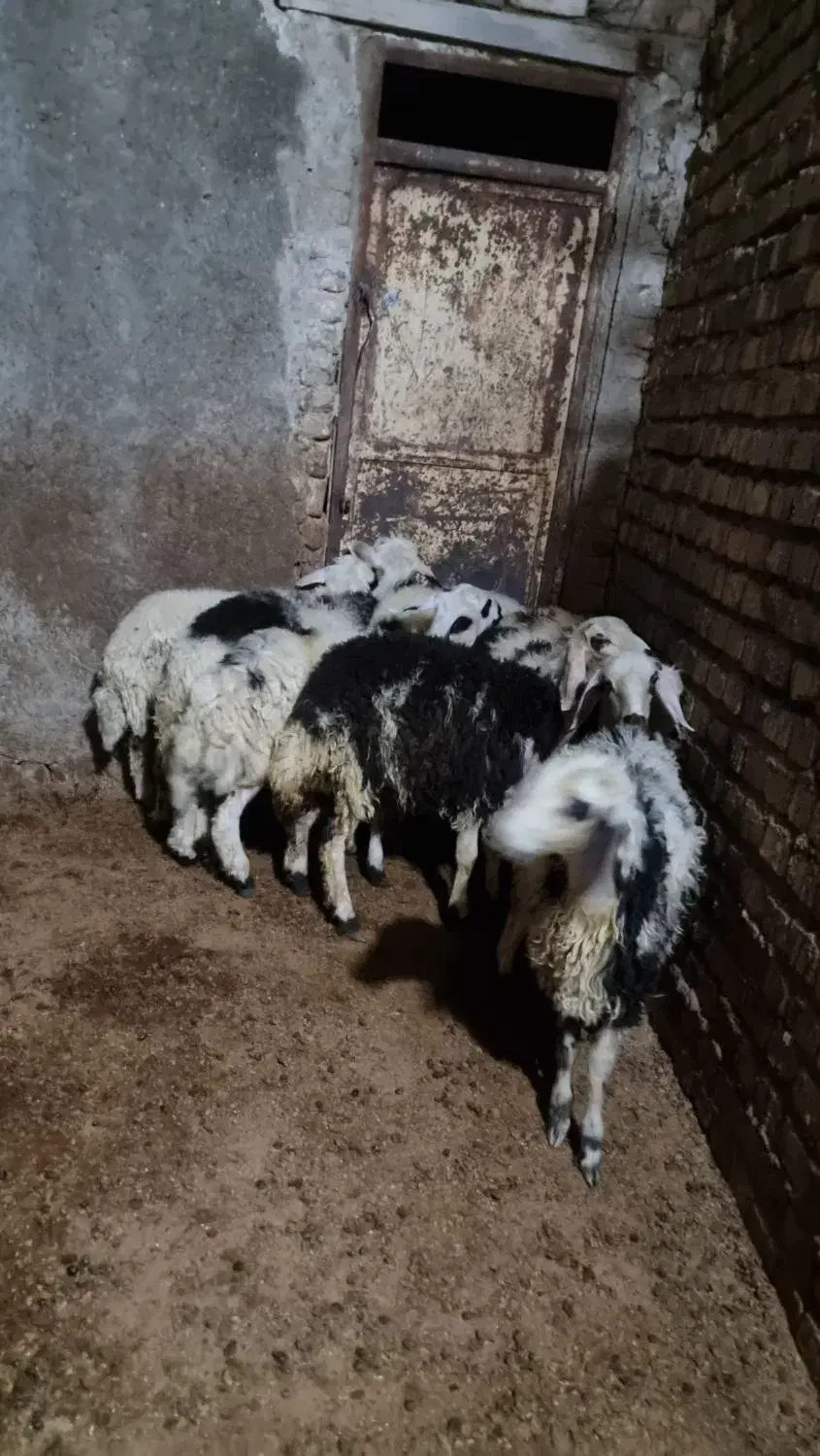 بره ماده عروسک خال سیاه|حیوانات مزرعه|بروجرد, |دیوار