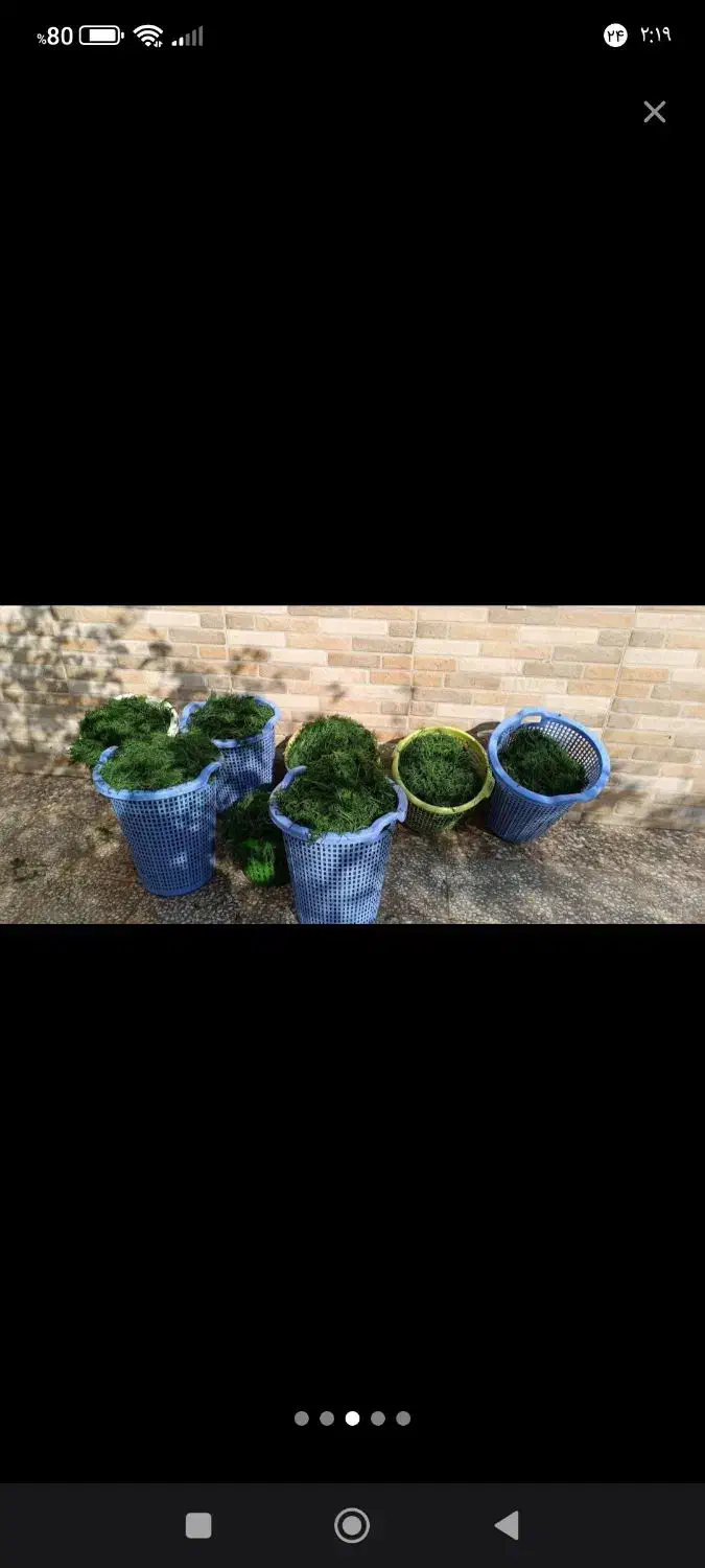 شویدخشک|خوردنی و آشامیدنی|قم, نوبهار|دیوار