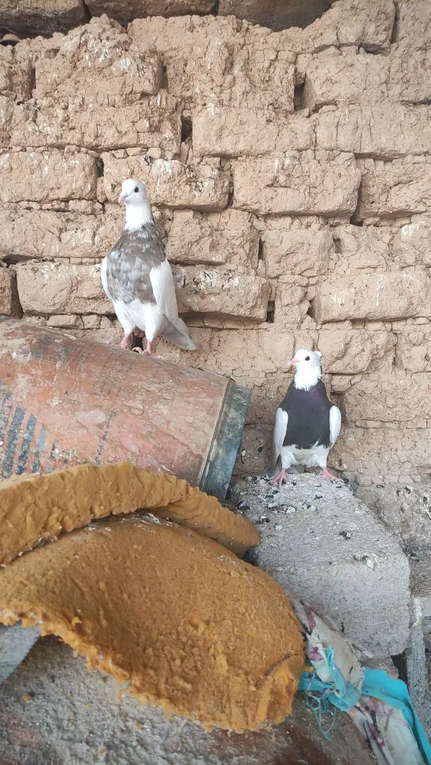 طوقی|پرنده|ریگ, |دیوار