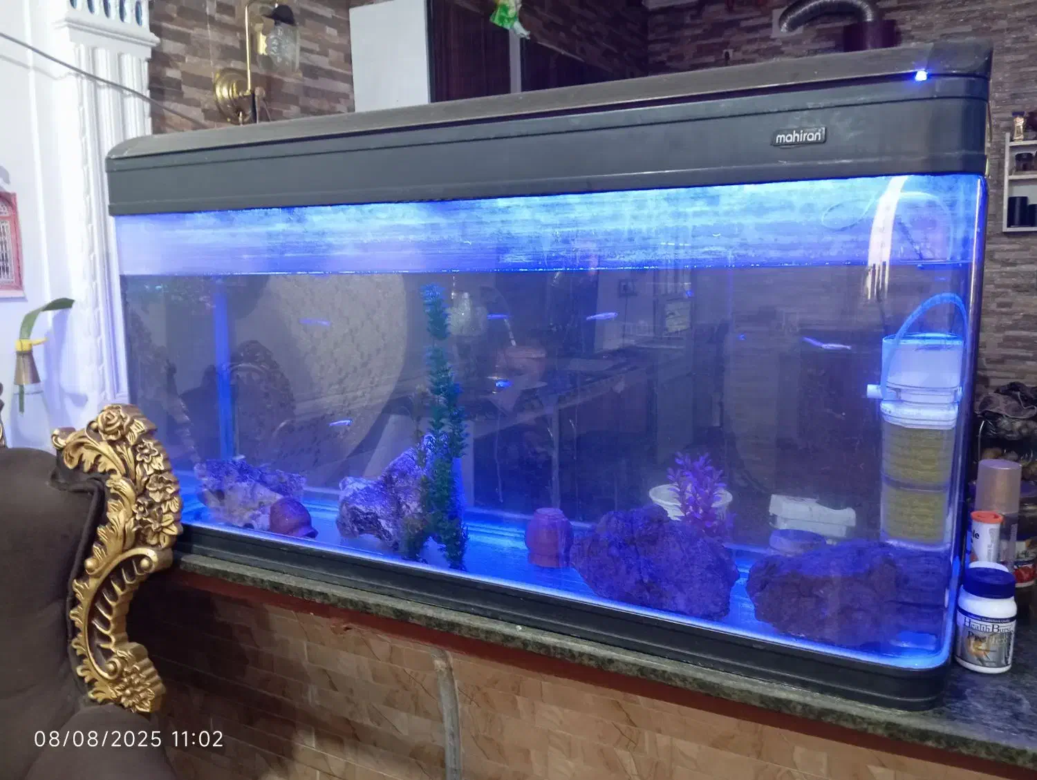 آکواریوم ماهیران|ماهی|چمران, |دیوار