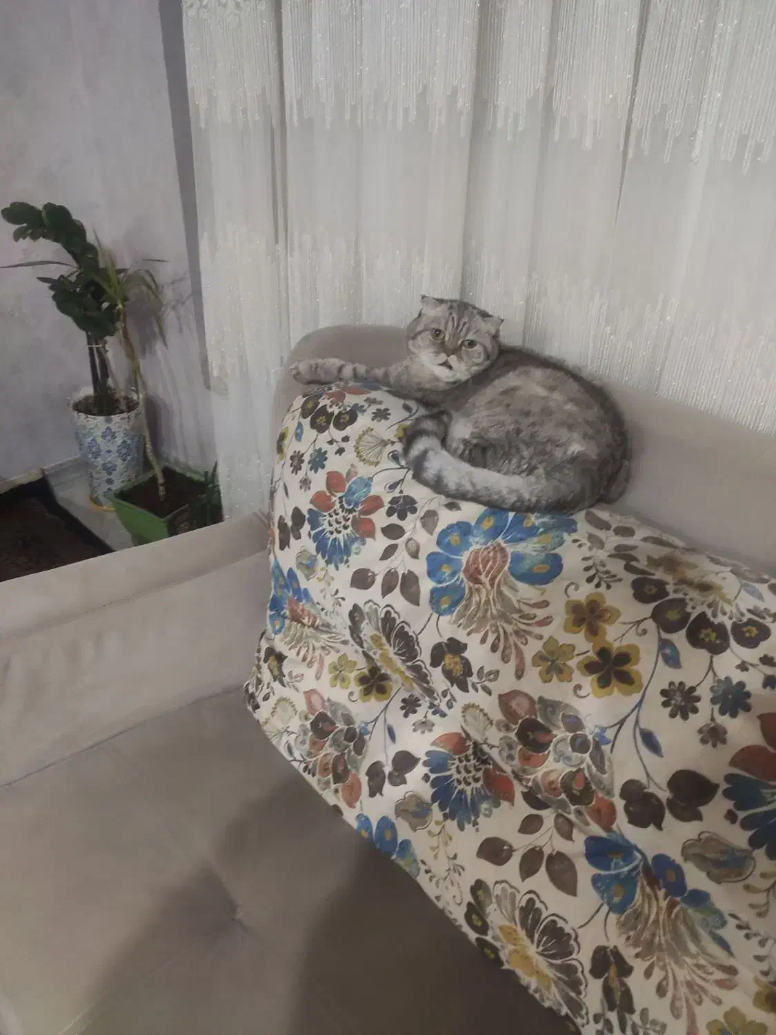 فروش گربه اسکاتیش فولد|گربه|سیرجان, |دیوار