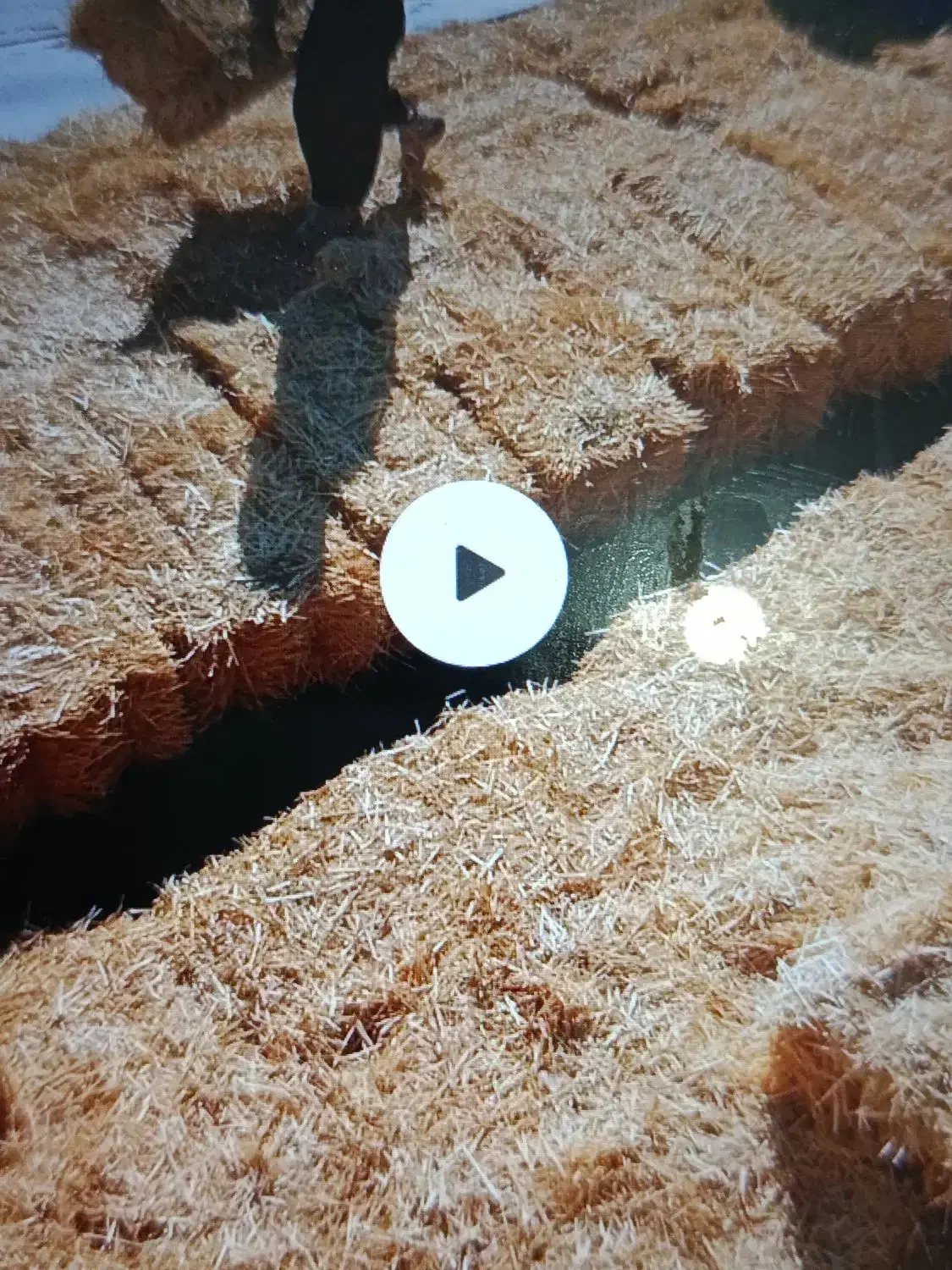 خریدار کاه.کلش.گندم.به صورت.نقدی در قرون دهگلان|خدمات باغبانی و درختکاری|دهگلان, |دیوار