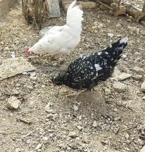 مرغ بومی.گلین|حیوانات مزرعه|جرقویه, |دیوار