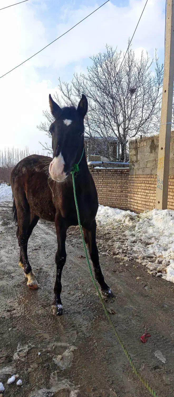 کره اسب 8 ماه|اسب و تجهیزات اسب‌سواری|سیلوانه, |دیوار