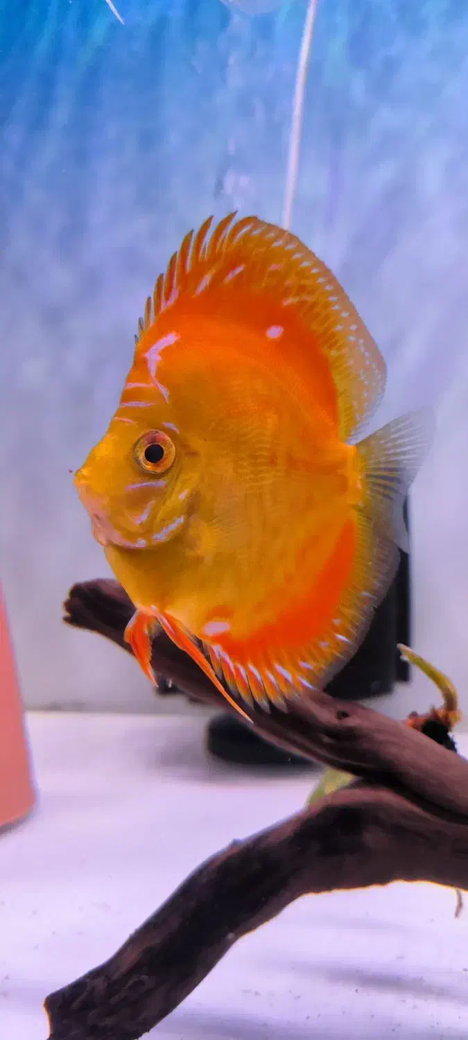 دیسکس|ماهی|فردیس, فرامرزیه|دیوار