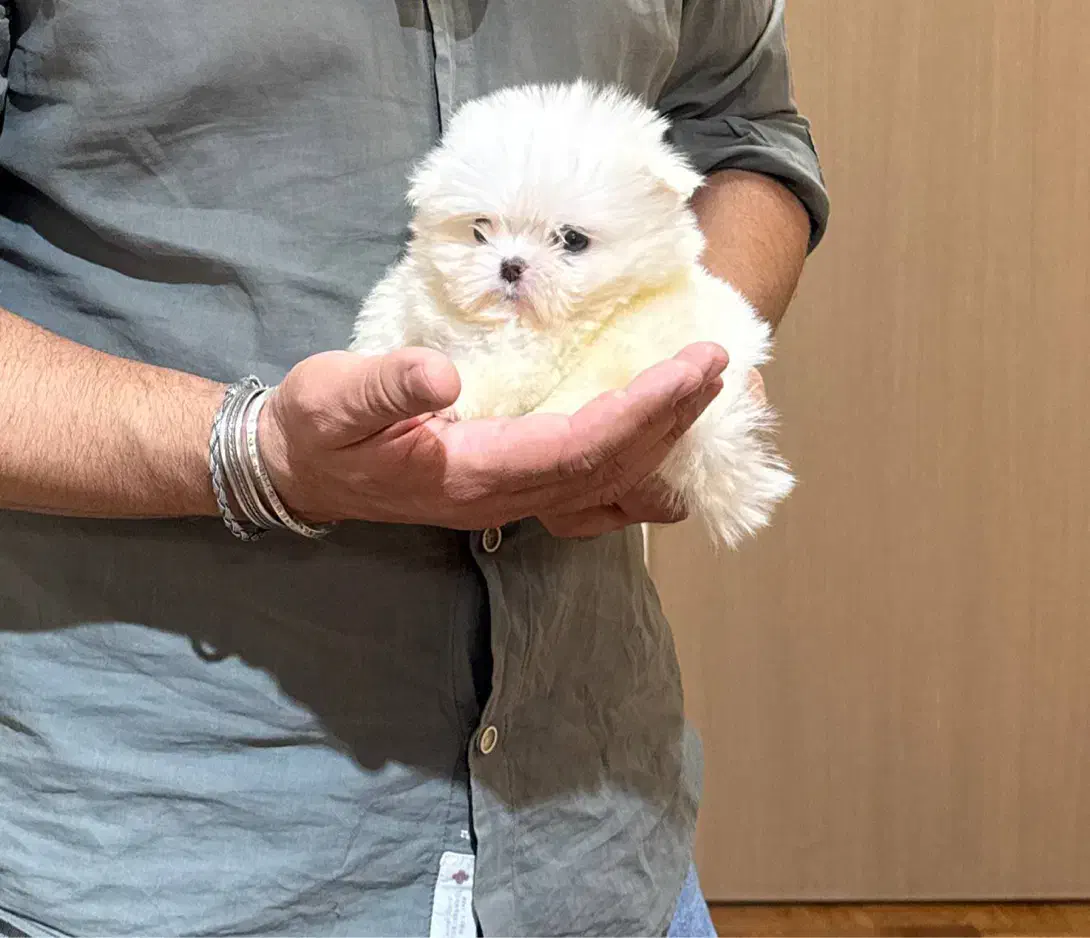 مالتیز|سگ|تهران, درکه|دیوار