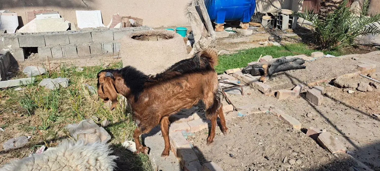 فروش بز مری نر|حیوانات مزرعه|سیب و سوران, |دیوار