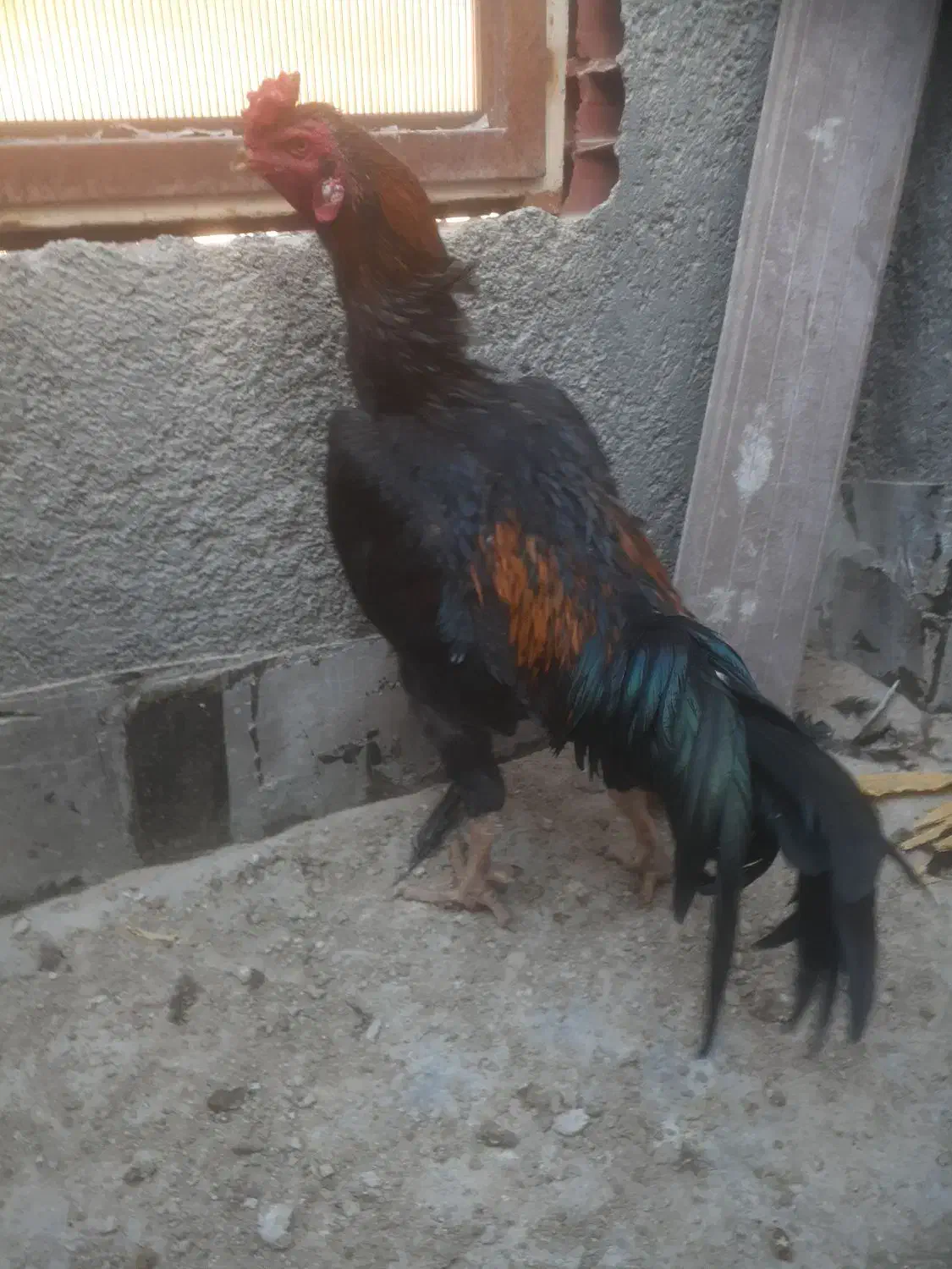 خروس لاری|حیوانات مزرعه|بجنورد, |دیوار