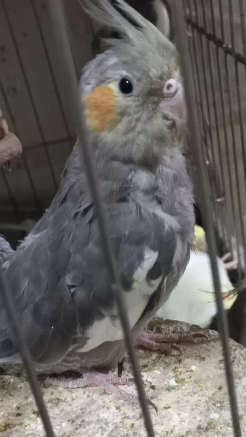 فروش تعدادی عروس هلندی سالم|پرنده|صباشهر, |دیوار