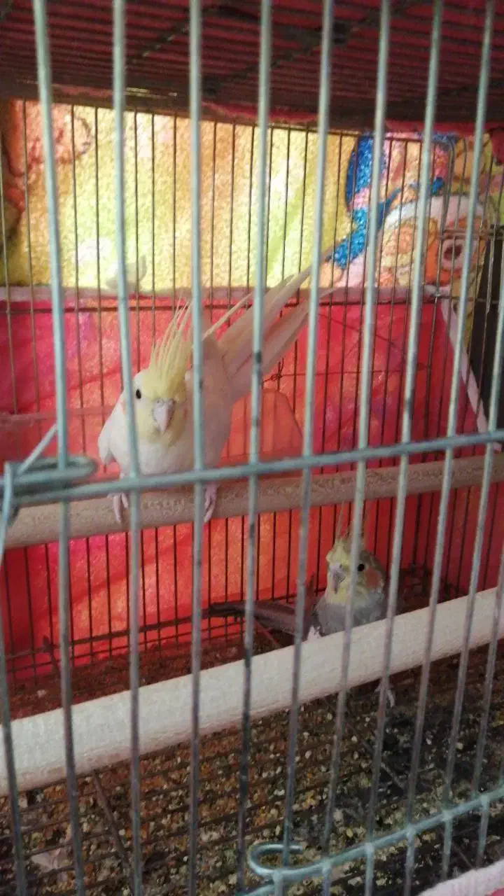 پرنده|پرنده|بروجن, |دیوار