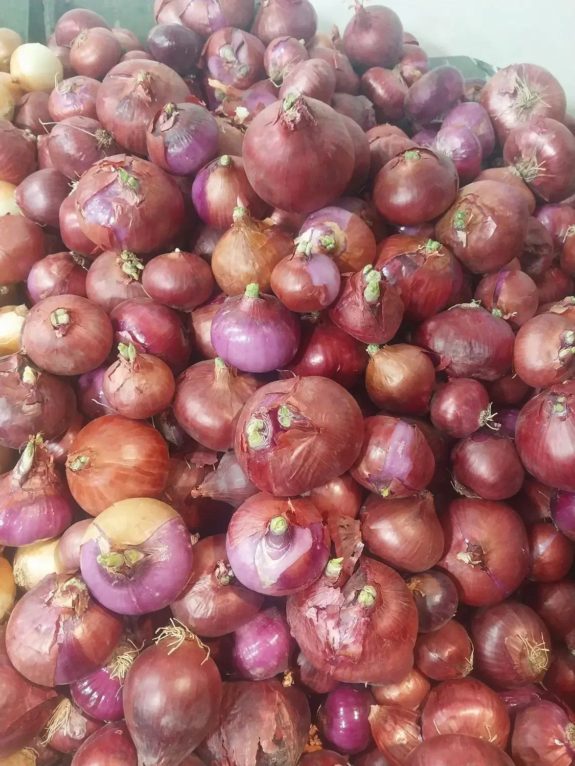 مغازه فعال  میوه  با سابقه کاری|اجارهٔ مغازه و غرفه|ری, جوانمرد قصاب|دیوار