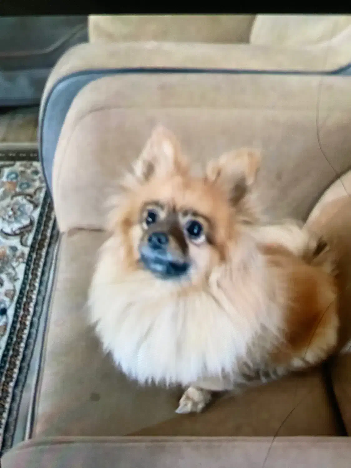 سگ گمشده|حیوانات|خمین, |دیوار