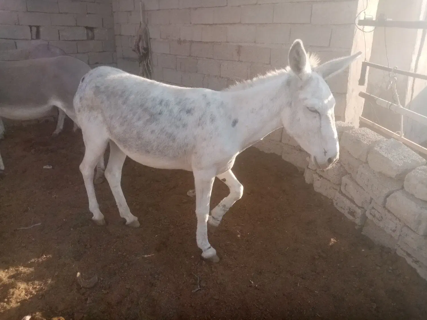 الاغ مادیون|حیوانات مزرعه|بندر گناوه, |دیوار