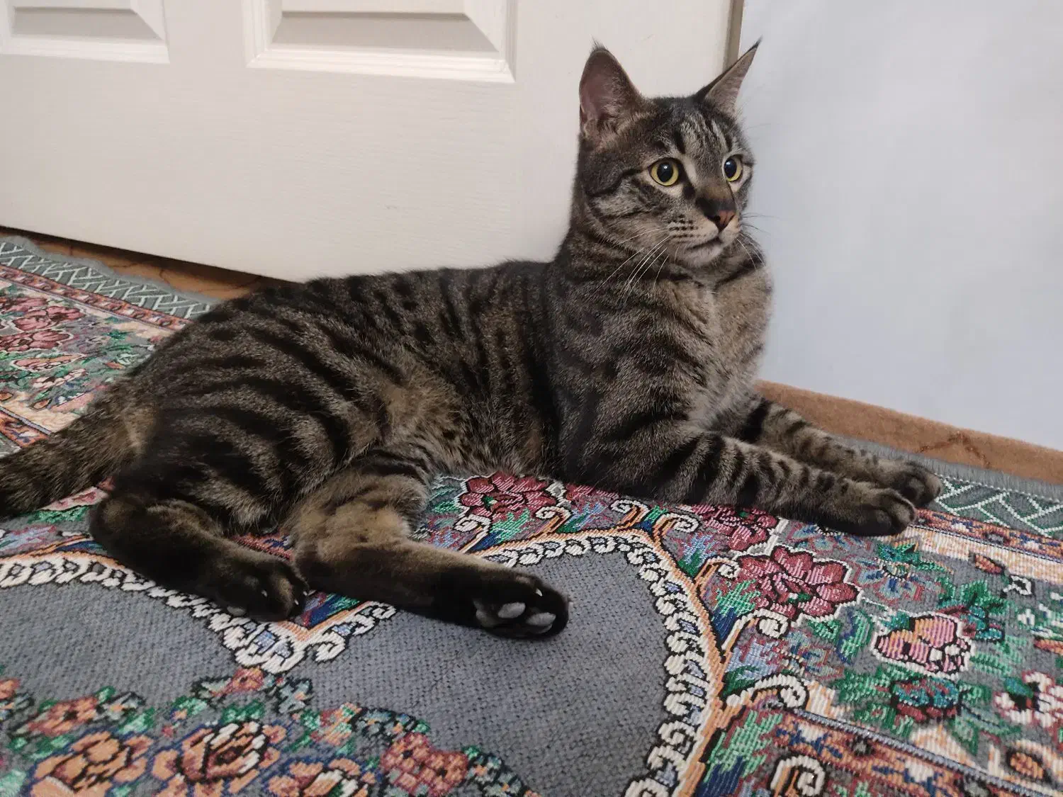 واگزاری گربه ی نر نژاد DSH|گربه|کرج, حصارک پایین|دیوار