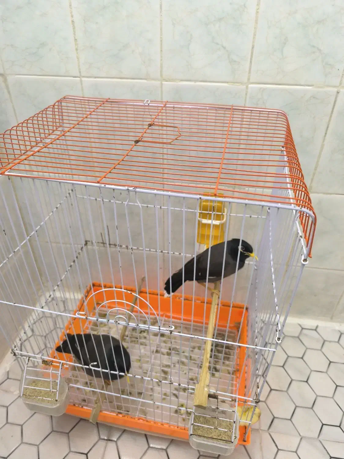 مرغمینا|پرنده|اردبیل, |دیوار