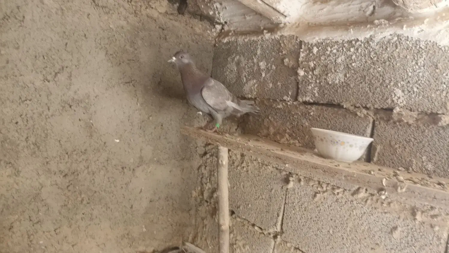 کبوتر|پرنده|رزن, |دیوار