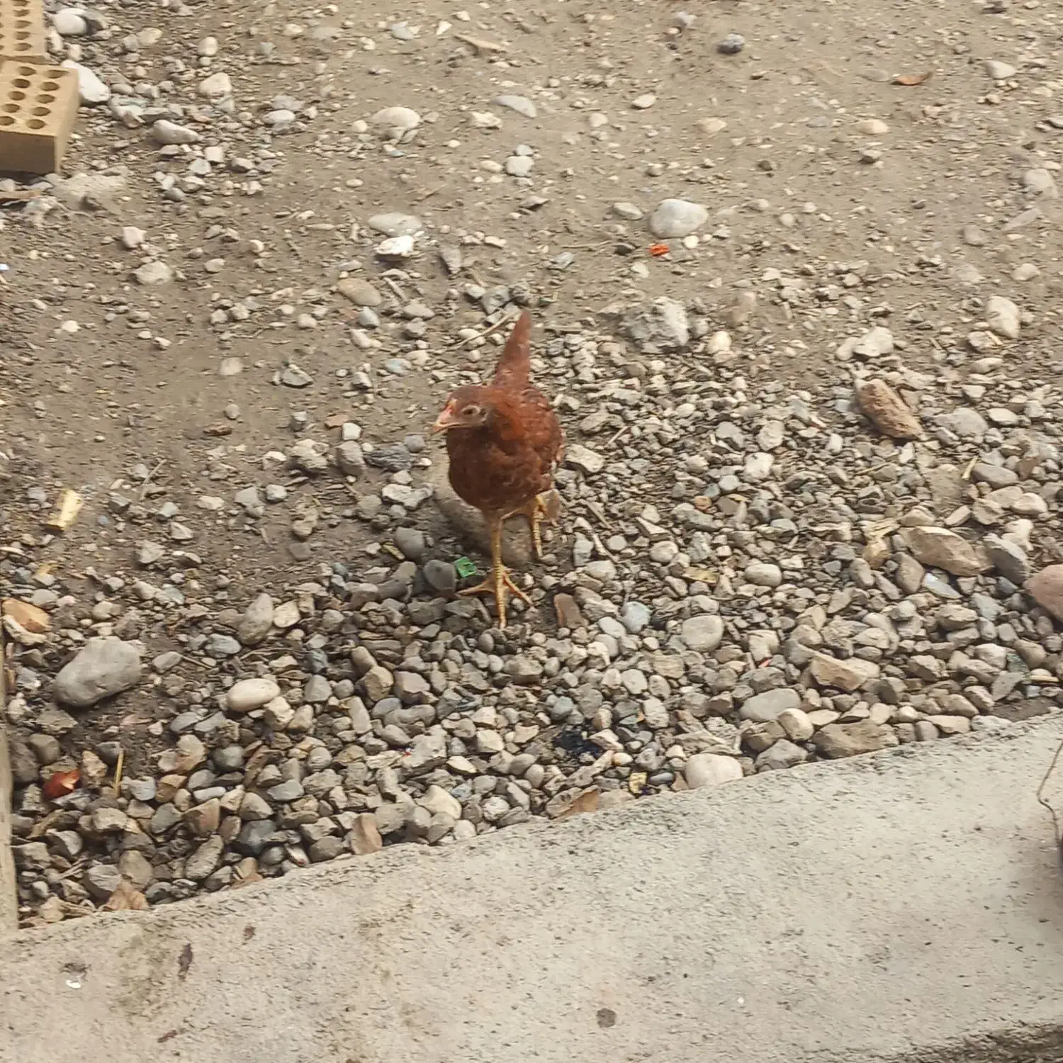 سلام جوجه محلی وشاخدار دار کسی خاست درخدمت|حیوانات مزرعه|رامیان, |دیوار