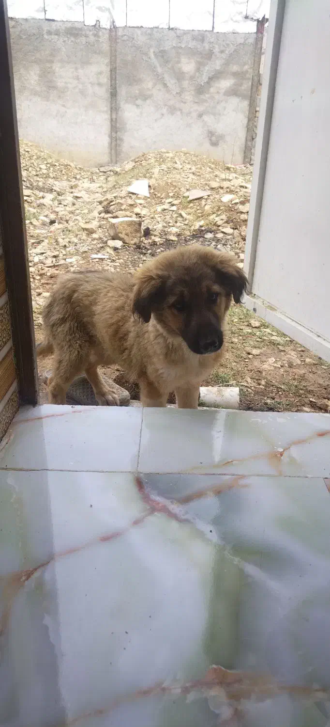 سگ سراب|سگ|سرپل ذهاب, |دیوار