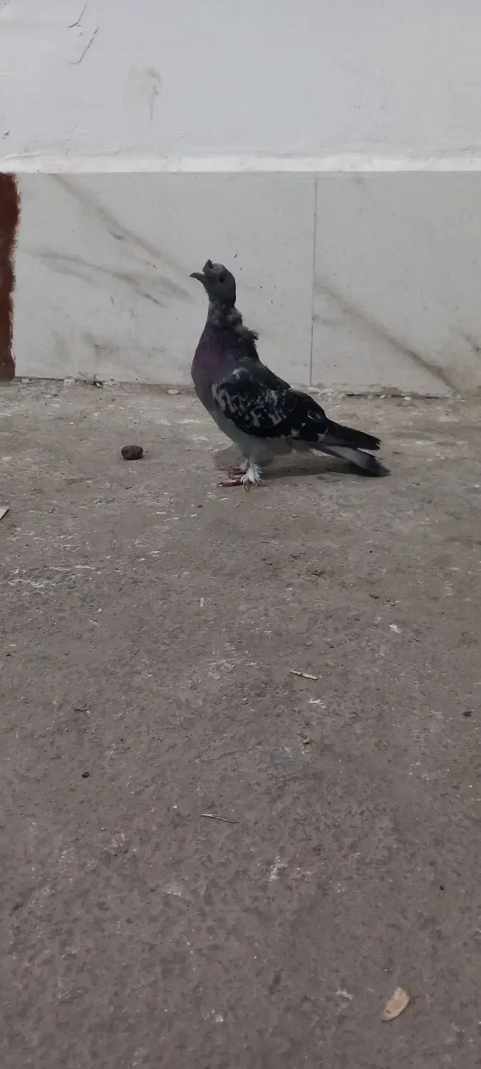 ترکیه|پرنده|چهاربرج, |دیوار