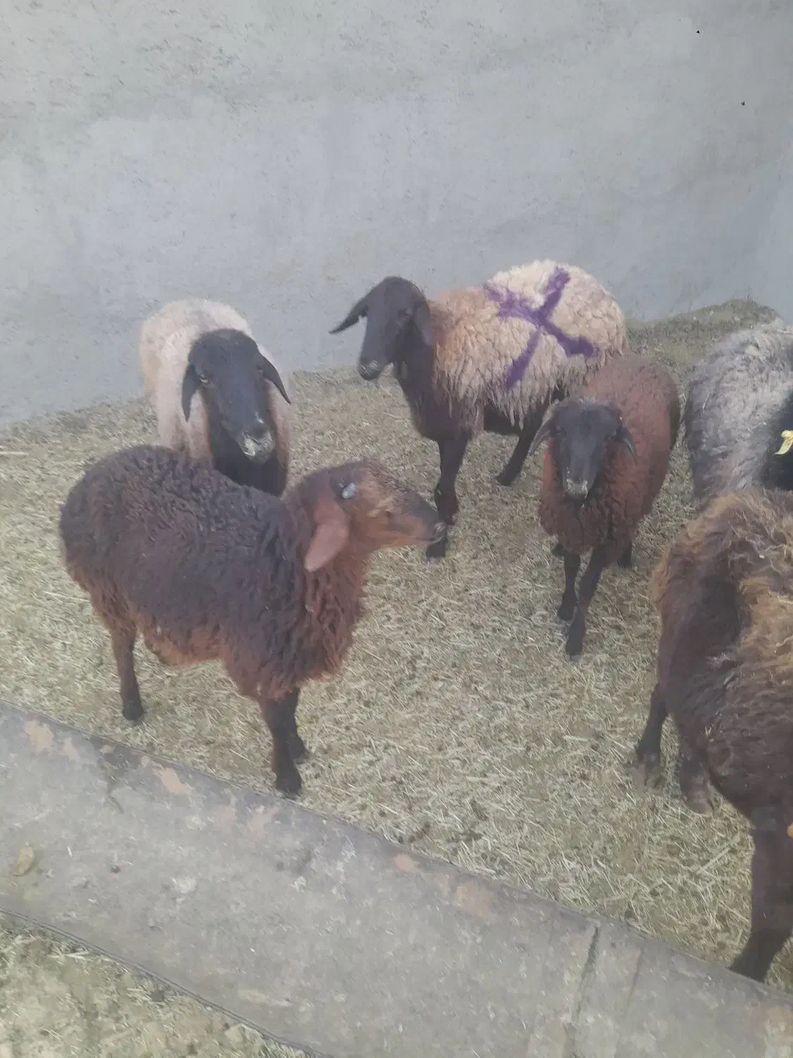میش و بره|حیوانات مزرعه|ساوه, |دیوار