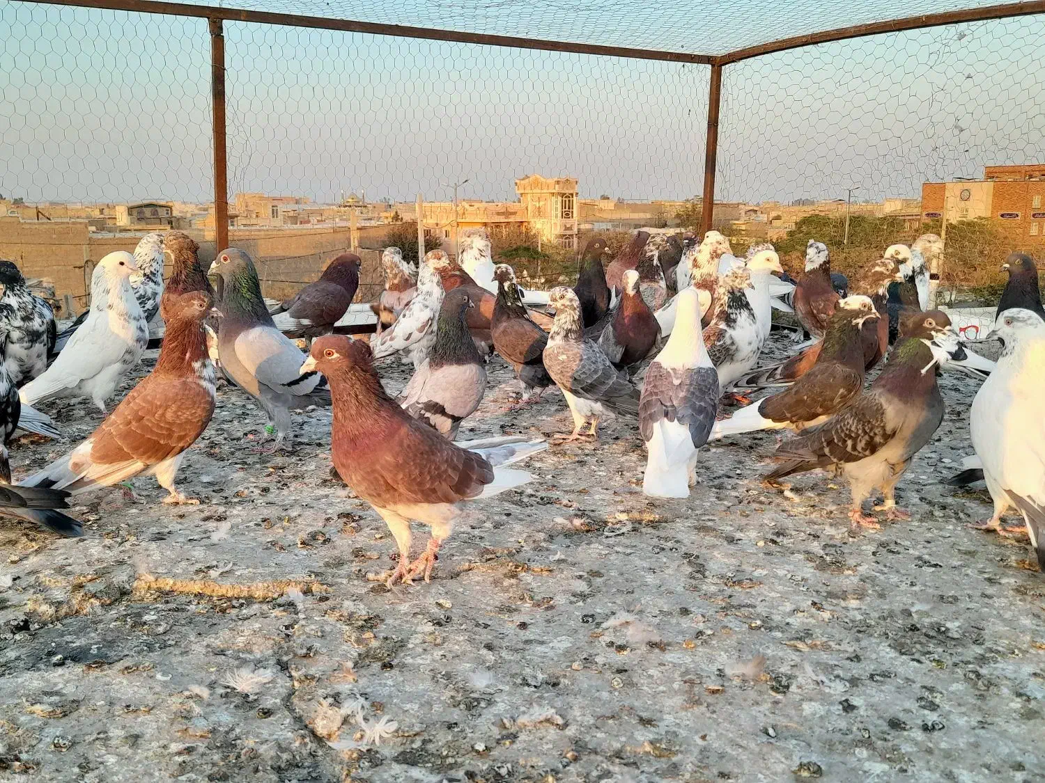 کفترپرشی|پرنده|قشم, |دیوار