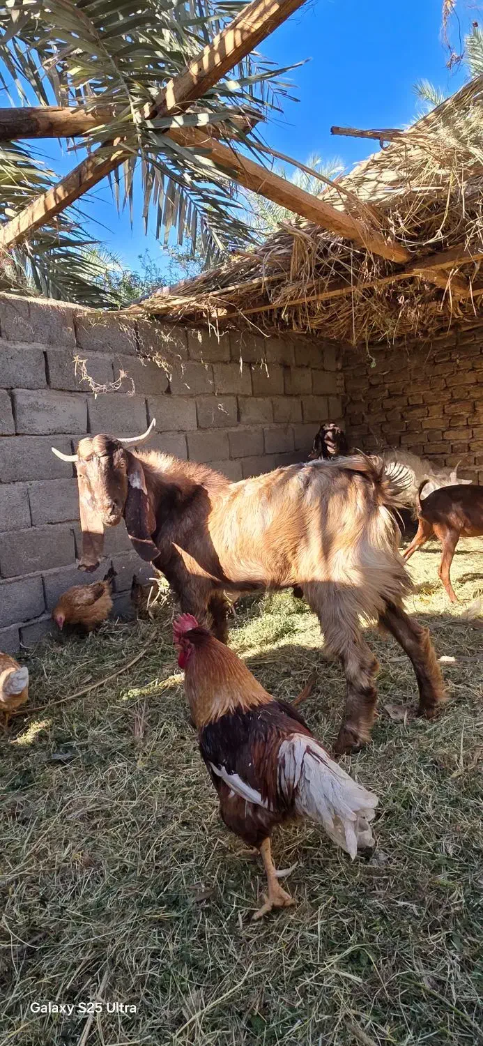 گوسفند|حیوانات مزرعه|بم, |دیوار