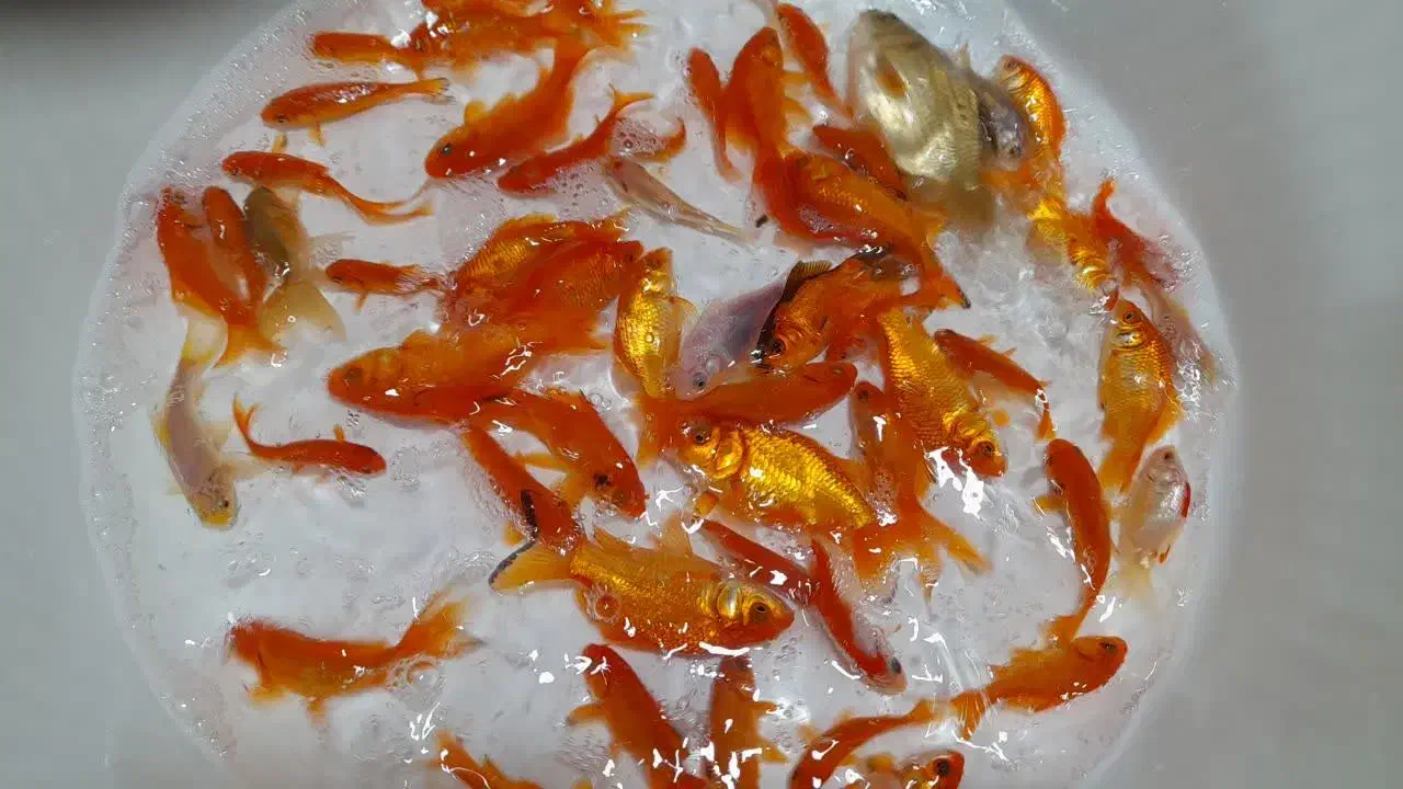 ماهی کوی کپور امور قرمز بیکهد...|ماهی|تهران, الهیه|دیوار