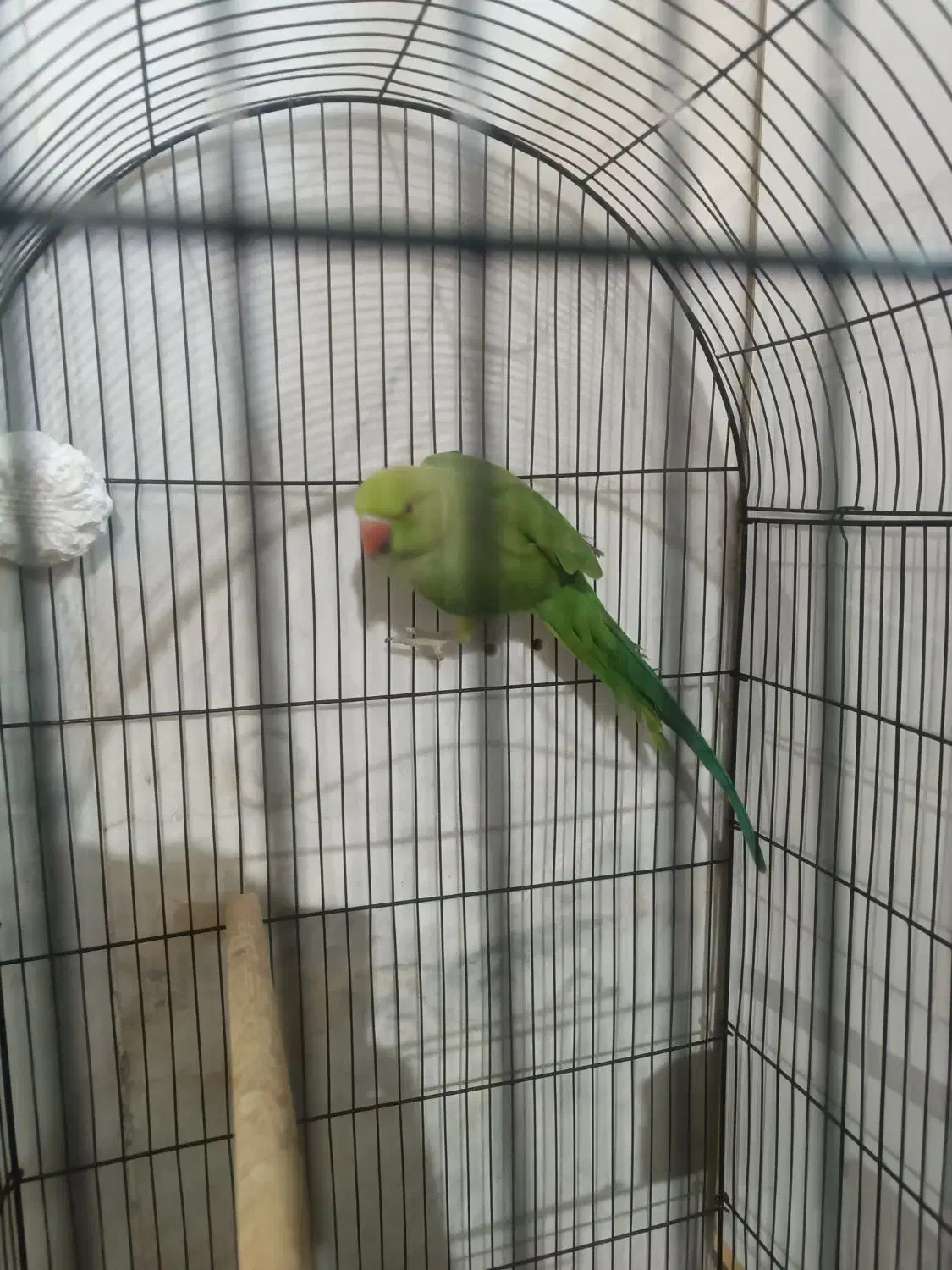 طوطی ملنگو|پرنده|مهریز, |دیوار