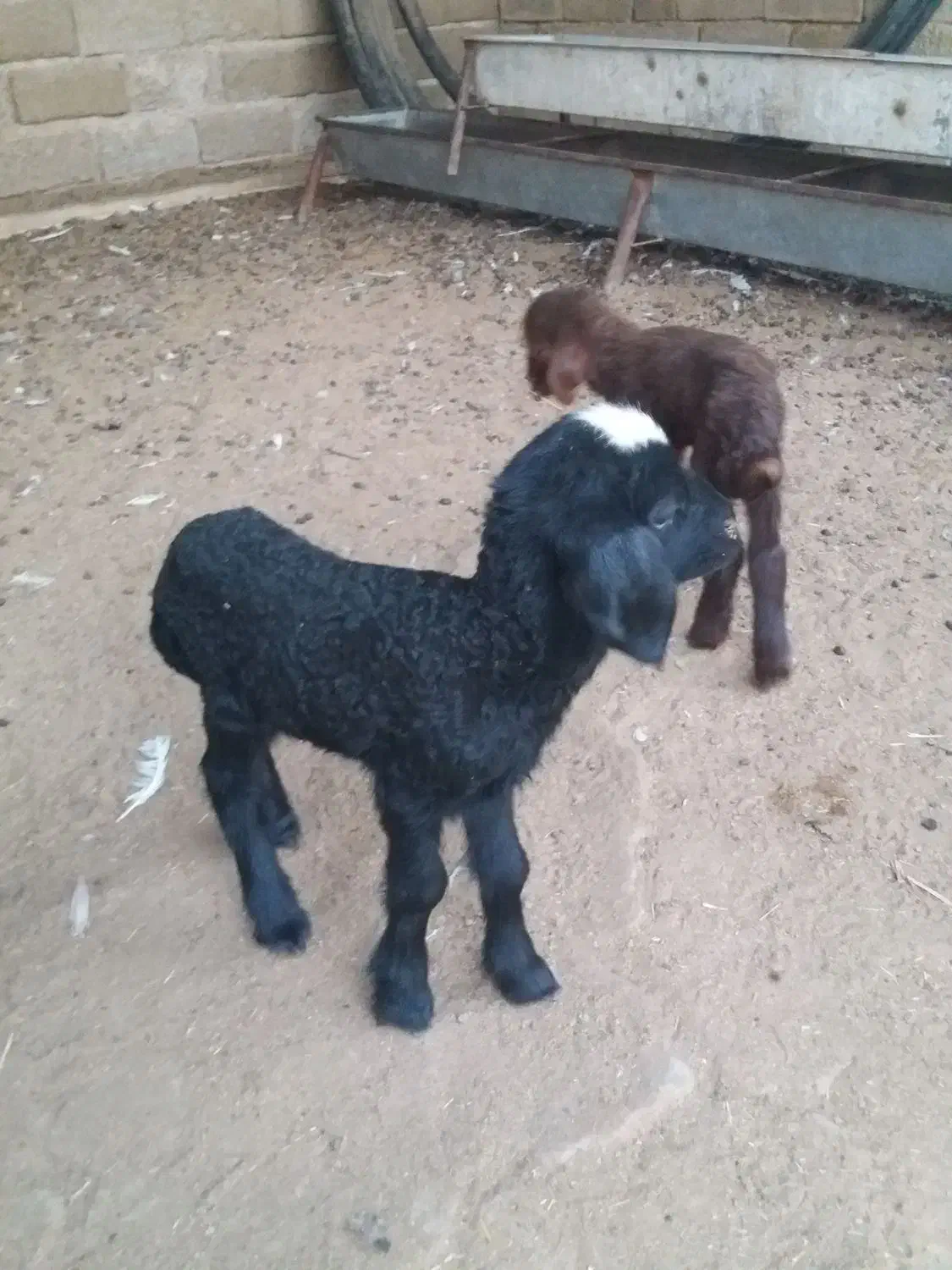 بره شیری|حیوانات مزرعه|بندر ماهشهر, |دیوار